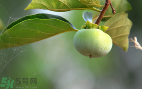 孕婦可以吃青柿子嗎？青柿子孕婦可以吃嗎？