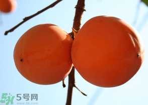 為何叫懶柿子？懶柿子的營養(yǎng)價(jià)值？