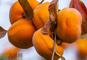 為何叫懶柿子？懶柿子的營養(yǎng)價(jià)值？