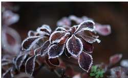 霜降為什么要吃柿子？霜降吃柿子有什么好處？
