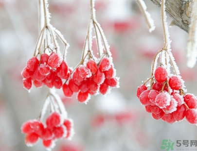 霜降為什么要吃柿子？霜降吃柿子有什么好處？