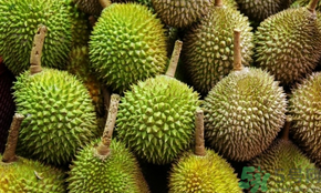 榴蓮可以冷凍保存嗎？榴蓮放冰箱是冷藏還是冷凍？