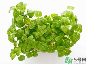 紫蘇葉是什么東西？紫蘇葉的功效與作用及禁忌