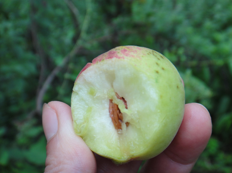 野桃子能吃嗎？野桃子核的功效與作用
