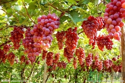 葡萄酒怎么做？葡萄酒什么時(shí)候喝最好？