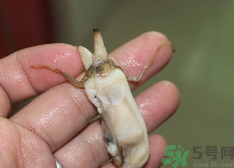 蟶子肚子里黑的能吃嗎？蟶子肚子里黑的是什么？