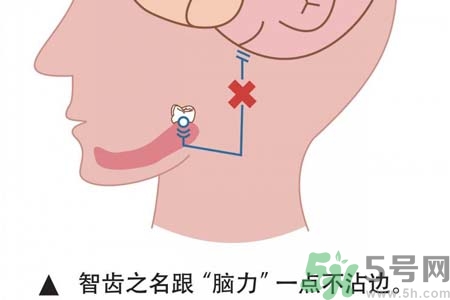 智齒拔完后有個洞怎么辦？拔智齒后有個洞多久能長好？