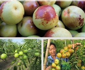 冬棗什么時候上市？冬棗是什么季節(jié)的？