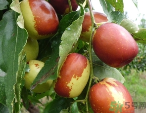 冬棗是轉(zhuǎn)基因食品嗎？冬棗是哪里的特產(chǎn)？