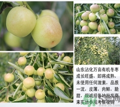 冬棗可以煮著吃嗎？煮冬棗有白色的東西可以吃嗎？
