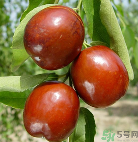 新鮮紅棗怎么保存？鮮棗的保存方法