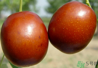 新鮮紅棗補(bǔ)血嗎？吃新鮮紅棗補(bǔ)血嗎？