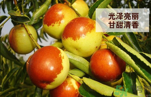 新鮮大棗孕婦可以吃嗎？孕婦可以吃新鮮大棗嗎