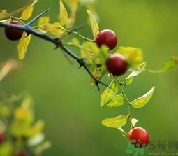 酸棗什么時(shí)候成熟？酸棗什么時(shí)候上市？