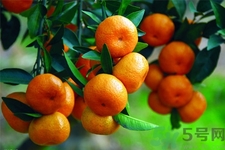 吃橘子會(huì)胖嗎？晚上吃橘子會(huì)胖嗎？
