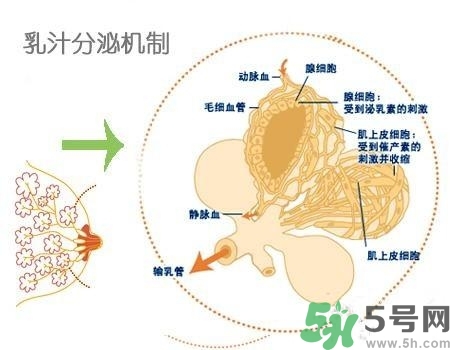 乳汁是怎樣形成的？怎樣才能讓乳汁更多？