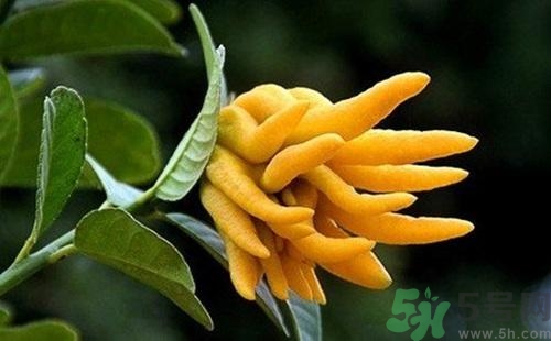 佛手果孕婦可以吃嗎？佛手果的功效與作用