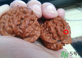 核桃長(zhǎng)蟲(chóng)了還能吃嗎？核桃長(zhǎng)蟲(chóng)子怎么處理？