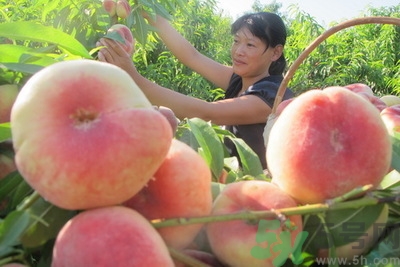 蟠桃孕婦可以吃嗎？蟠桃和水蜜桃的區(qū)別