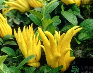 佛手果孕婦可以吃嗎？佛手果的功效與作用