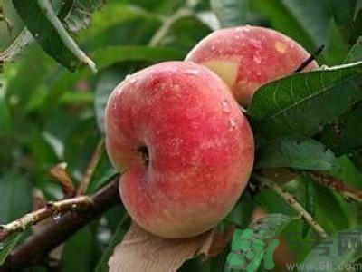 蟠桃孕婦可以吃嗎？蟠桃和水蜜桃的區(qū)別