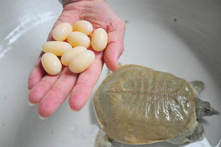 小孩能吃甲魚嗎？小孩能吃甲魚蛋嗎？