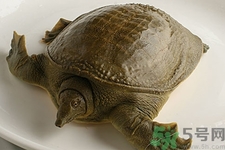 被甲魚(yú)咬了要打破傷風(fēng)嗎？被甲魚(yú)咬了怎么辦？