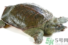 甲魚怎么殺？甲魚怎么處理？