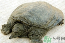 喝甲魚血能治陽痿嗎？甲魚血能喝嗎？