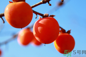 柿子一天最多吃幾個(gè)？柿子一次能吃幾個(gè)？