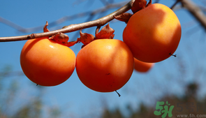 柿子一天最多吃幾個(gè)？柿子一次能吃幾個(gè)？