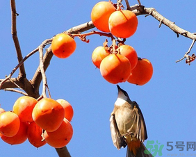 柿子一天最多吃幾個(gè)？柿子一次能吃幾個(gè)？