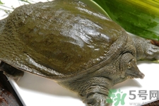 甲魚怎么吃最有營(yíng)養(yǎng)？甲魚怎么吃最補(bǔ)身體？