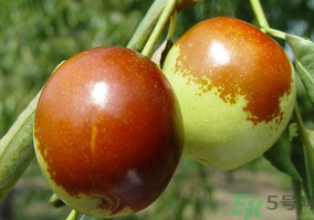 鮮棗怎么蒸？鮮棗蒸多長(zhǎng)時(shí)間？