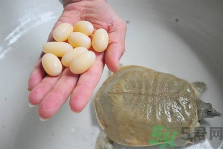 甲魚蛋怎么保存？甲魚蛋可以放冰箱嗎？
