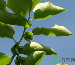 柿子葉怎么去斑？柿子葉祛斑偏方