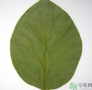 柿子葉能治糖尿病嗎？柿子葉茶能降血糖嗎？