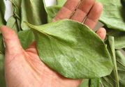 柿子葉能治糖尿病嗎？柿子葉茶能降血糖嗎？