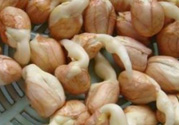 新鮮花生發(fā)芽能吃嗎？發(fā)芽的花生能吃嗎？