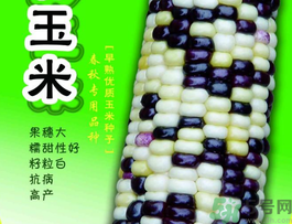 彩色玉米是轉(zhuǎn)基因嗎？彩色玉米能吃嗎？