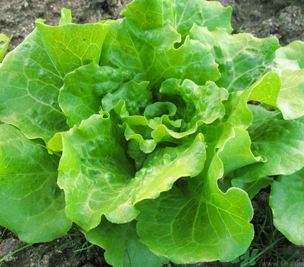 十月份種什么蔬菜？十月份適合種什么蔬菜？
