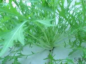 十月份種什么蔬菜？十月份適合種什么蔬菜？