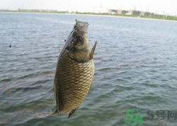 秋天釣魚用什么餌料？秋季釣魚用什么餌料好？