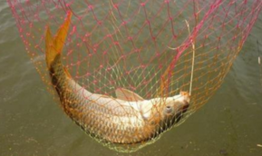 秋天釣鯉魚用什么餌料？秋天釣鯉魚餌料配方