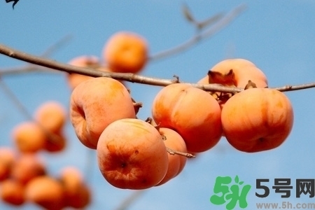 脆柿子是怎么做好吃？脆柿子的制作方法
