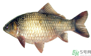 秋天釣鯽魚用什么餌料？秋天釣鯽魚用什么味餌？