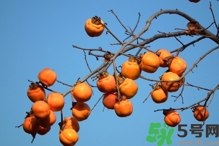 脆柿子是怎么做好吃？脆柿子的制作方法