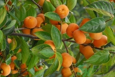 坐月子能吃脆柿子嗎？脯乳期可以吃脆柿子嗎？
