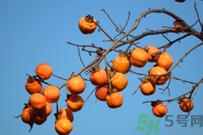 坐月子能吃脆柿子嗎？脯乳期可以吃脆柿子嗎？