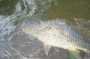 秋天釣魚用腥還是香？秋天釣魚用什么味型餌料？